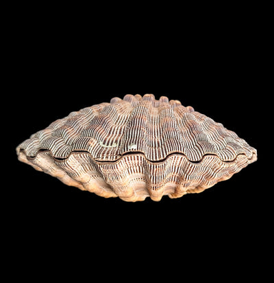 Mexican Lion's Paw Shell Pair-Sea Life-Tideline-PaxtonGate