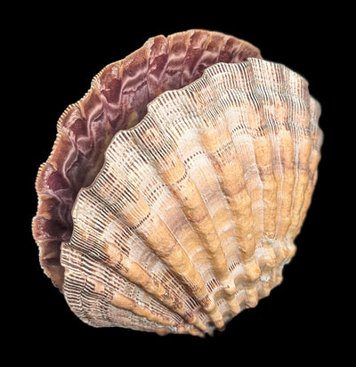 Mexican Lion's Paw Shell Pair-Sea Life-Tideline-PaxtonGate