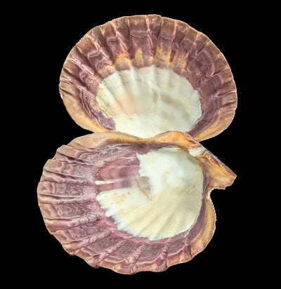 Mexican Lion's Paw Shell Pair-Sea Life-Tideline-PaxtonGate