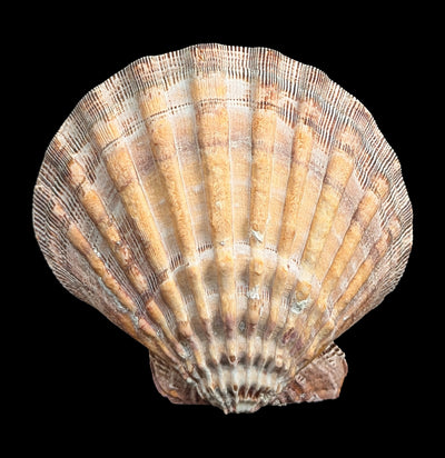 Mexican Lion's Paw Shell Pair-Sea Life-Tideline-PaxtonGate