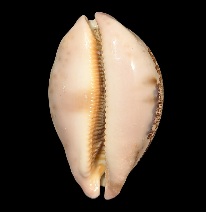 Map Cowrie Shell-Sea Life-Tideline-PaxtonGate