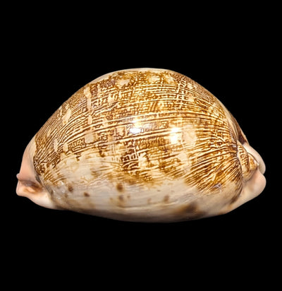 Map Cowrie Shell-Sea Life-Tideline-PaxtonGate