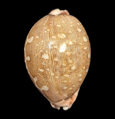 Map Cowrie Shell-Sea Life-Tideline-PaxtonGate