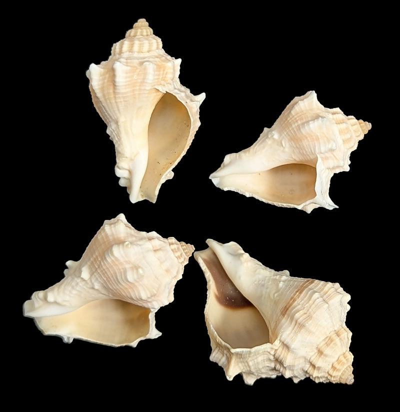 Spiny Melongena Shell-Sea Life-Tideline-PaxtonGate