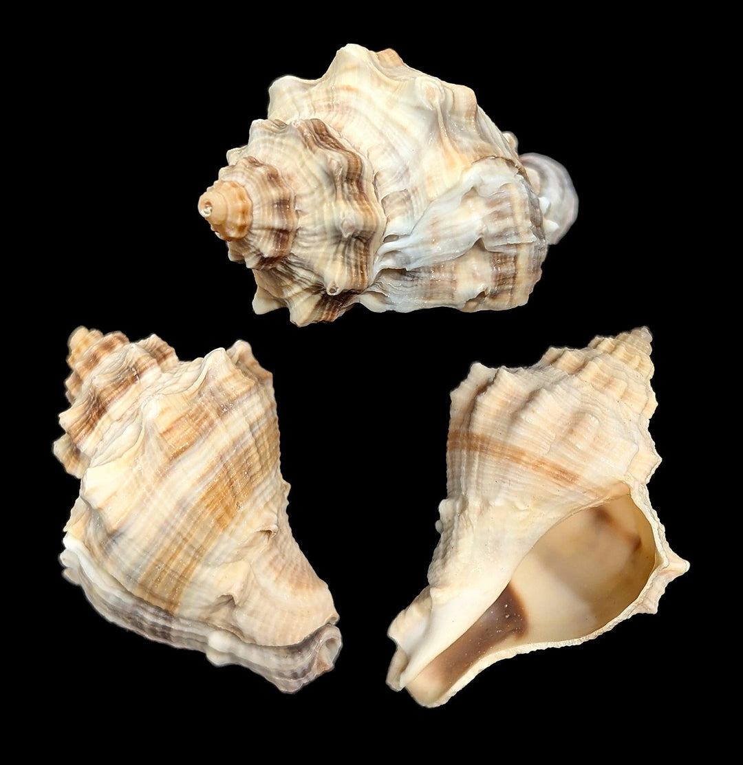 Spiny Melongena Shell For Sale | Paxton Gate