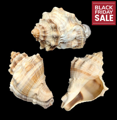 Spiny Melongena Shell-Sea Life-Tideline-PaxtonGate