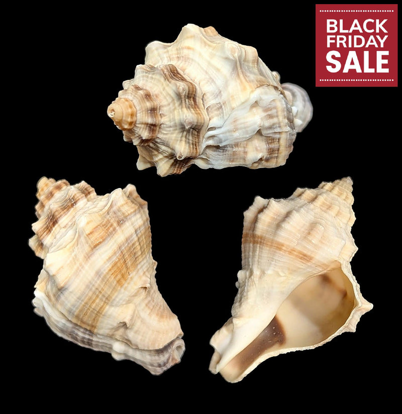 Spiny Melongena Shell-Sea Life-Tideline-PaxtonGate