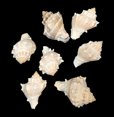 Spiny Melongena Shell-Sea Life-Tideline-PaxtonGate