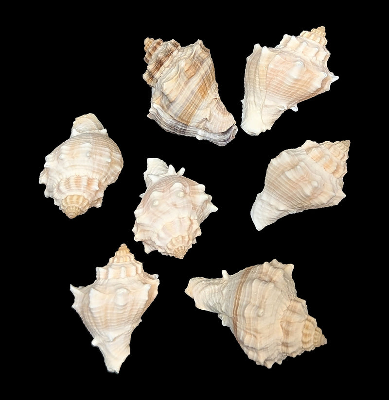 Spiny Melongena Shell-Sea Life-Tideline-PaxtonGate