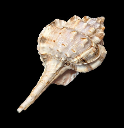 Snipe's Bill Murex-Sea Life-Tideline-PaxtonGate