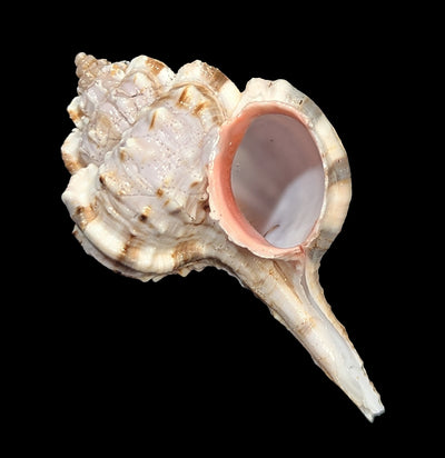 Snipe's Bill Murex-Sea Life-Tideline-PaxtonGate