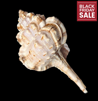 Snipe's Bill Murex-Sea Life-Tideline-PaxtonGate