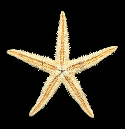 Spiny Starfish-Sea Life-Tideline-PaxtonGate