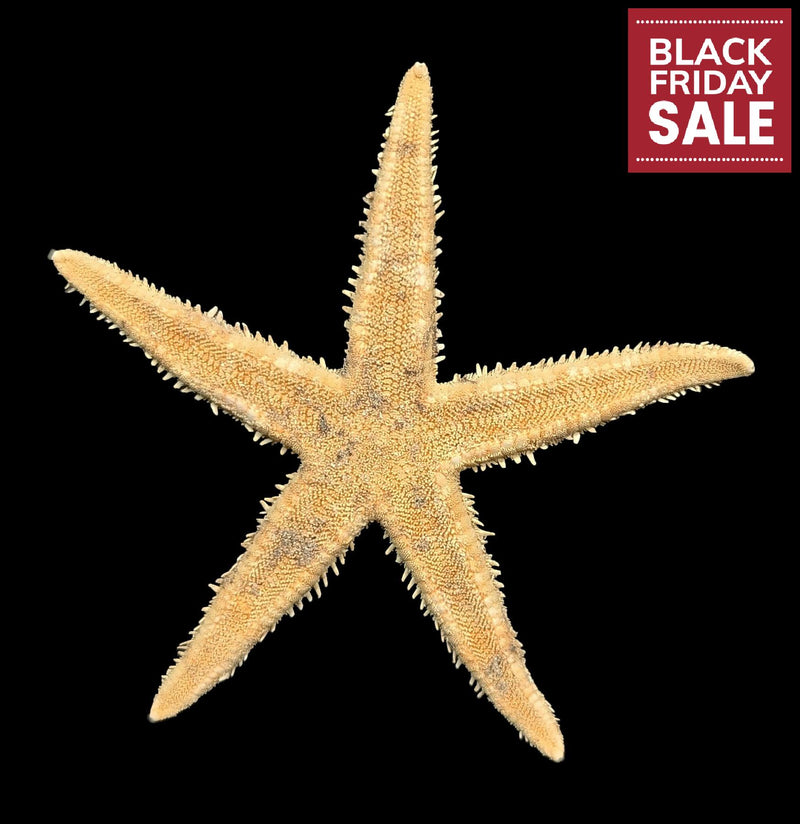 Spiny Starfish-Sea Life-Tideline-PaxtonGate