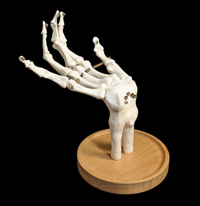 Skeleton Hand Jewelry Display-Decor-SUCK UK Ltd.-PaxtonGate