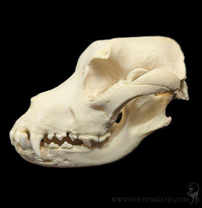 Dog Skull-Skulls & Bones-Skulls Unlimited-PaxtonGate