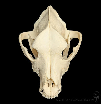 Dog Skull-Skulls & Bones-Skulls Unlimited-PaxtonGate