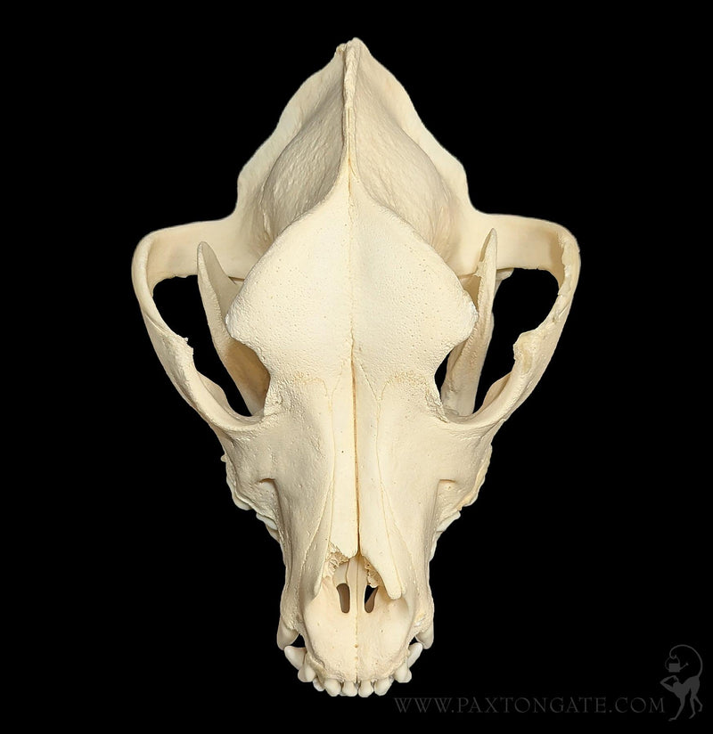 Dog Skull-Skulls & Bones-Skulls Unlimited-PaxtonGate