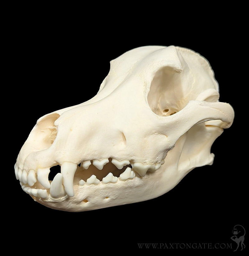 Dog Skull-Skulls & Bones-Skulls Unlimited-PaxtonGate