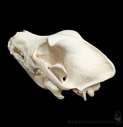 Dog Skull-Skulls & Bones-Skulls Unlimited-PaxtonGate