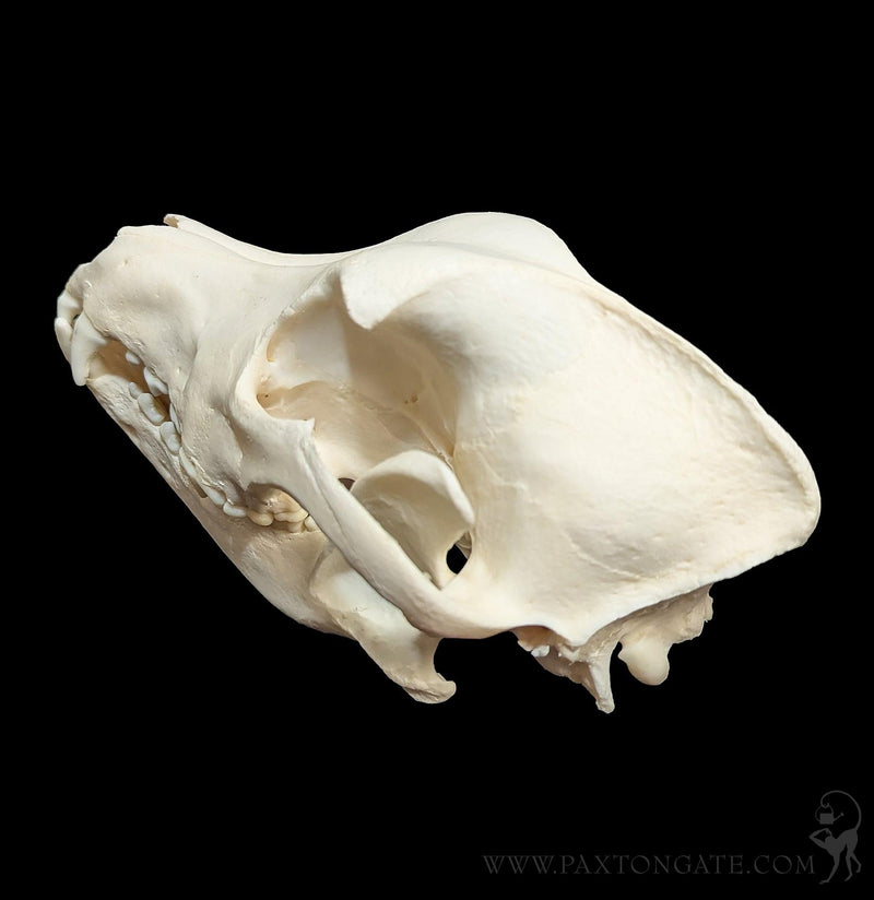 Dog Skull-Skulls & Bones-Skulls Unlimited-PaxtonGate