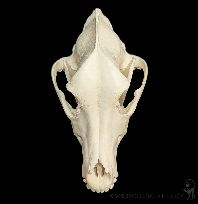 Dog Skull-Skulls & Bones-Skulls Unlimited-PaxtonGate