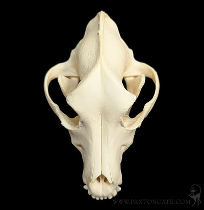 Dog Skull-Skulls & Bones-Skulls Unlimited-PaxtonGate