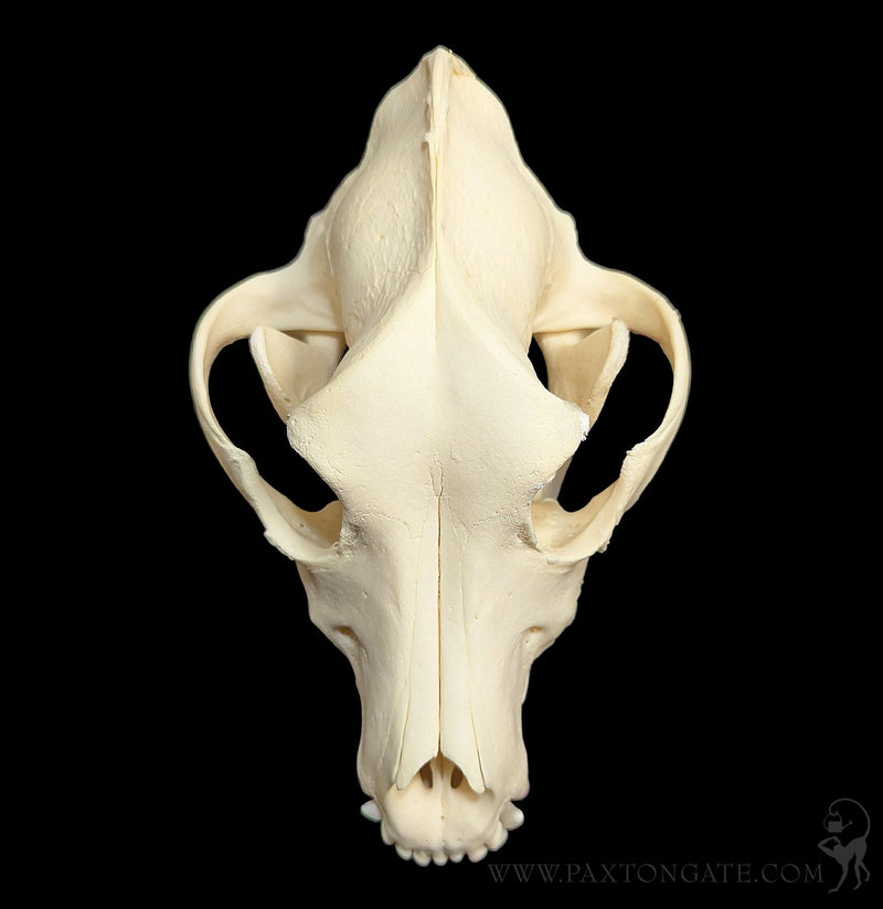 Dog Skull-Skulls & Bones-Skulls Unlimited-PaxtonGate