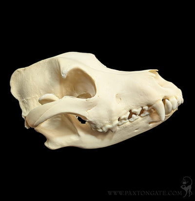 Dog Skull-Skulls & Bones-Skulls Unlimited-PaxtonGate