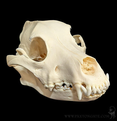 Dog Skull-Skulls & Bones-Skulls Unlimited-PaxtonGate
