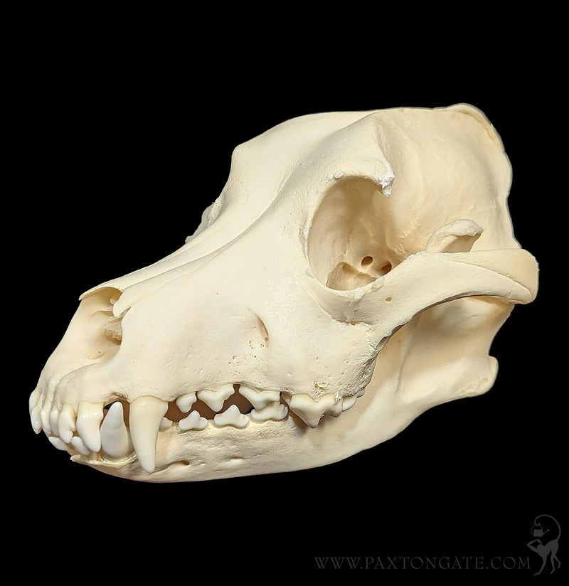 Dog Skull-Skulls & Bones-Skulls Unlimited-PaxtonGate