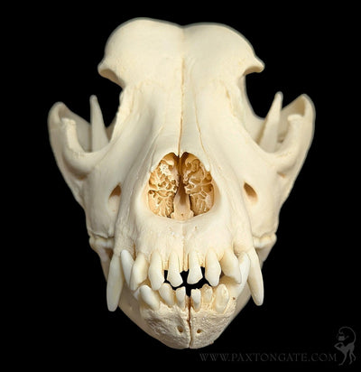 Dog Skull-Skulls & Bones-Skulls Unlimited-PaxtonGate