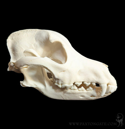 Dog Skull-Skulls & Bones-Skulls Unlimited-PaxtonGate