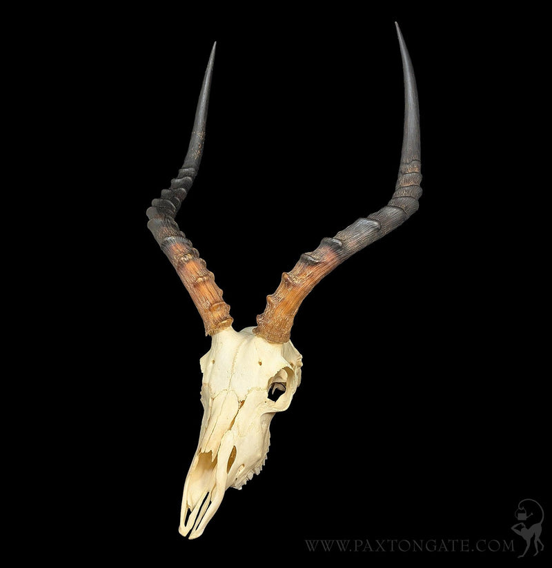 Impala Skull-Skulls & Bones-Educational Biofacts INC.-PaxtonGate
