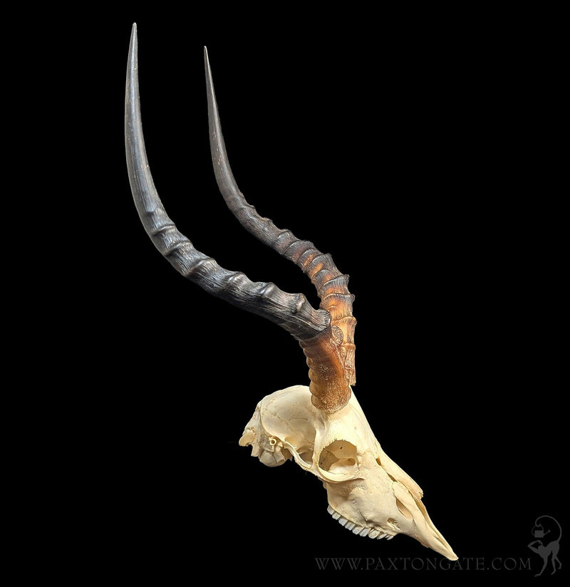 Impala Skull-Skulls & Bones-Educational Biofacts INC.-PaxtonGate