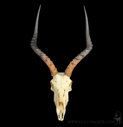 Impala Skull-Skulls & Bones-Educational Biofacts INC.-PaxtonGate