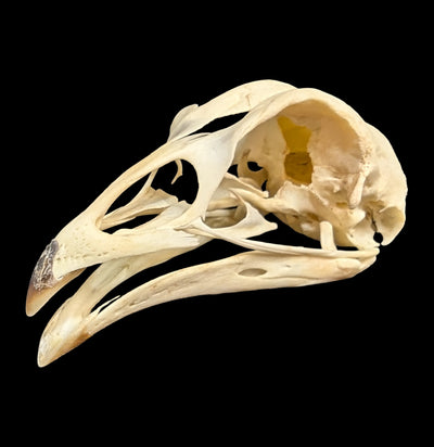 Chicken Skull-Skulls & Bones-SkullDuggery-PaxtonGate