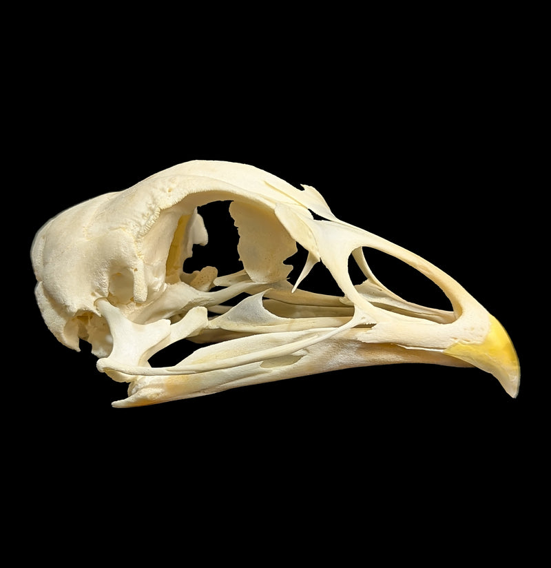 Chicken Skull-Skulls & Bones-SkullDuggery-PaxtonGate