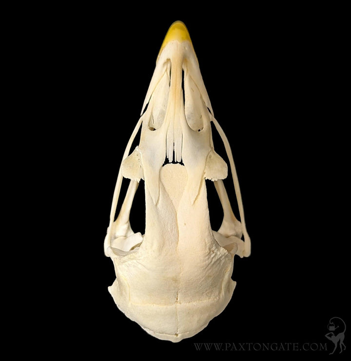 ヤナカーン Bird Skull Eye Socke BK BSK-001-04 Chicken Skull For