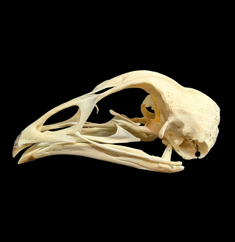 Chicken Skull-Skulls & Bones-SkullDuggery-PaxtonGate
