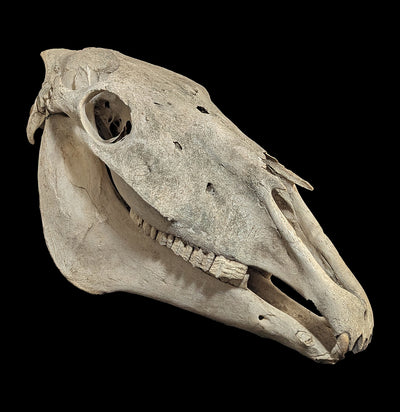 Horse Skull with Jaw-Skulls & Bones-Louis R. Biro-PaxtonGate