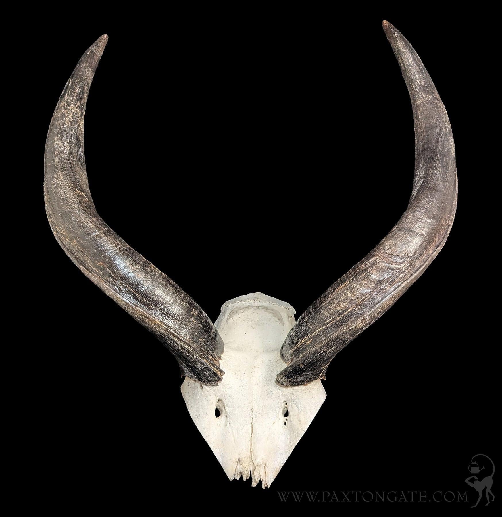 P*u様 蝦夷鹿hunting trophy （deer skull） P*u様 蝦夷鹿