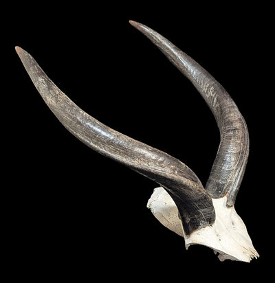 Kudu horns Skull Plate-Skulls & Bones-African Crafts Market-PaxtonGate