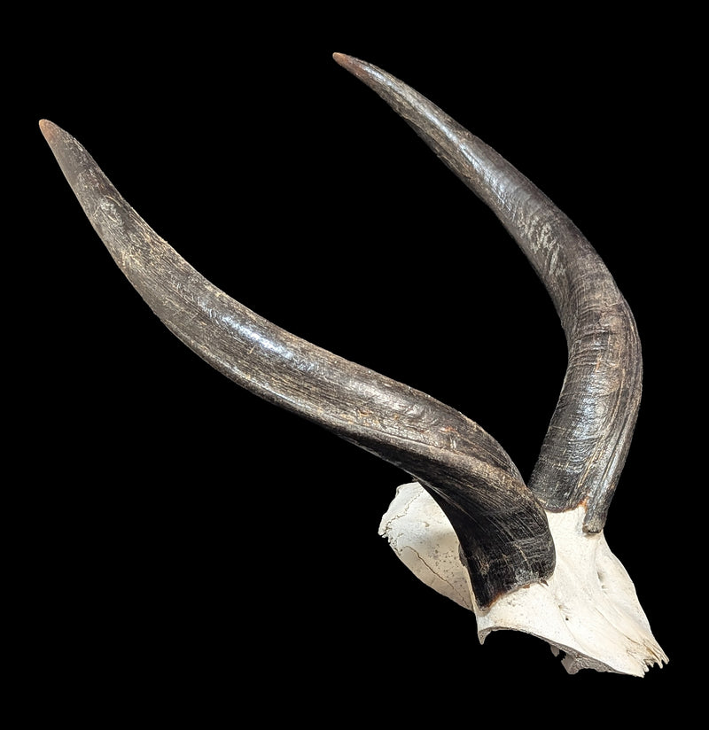 Kudu horns Skull Plate-Skulls & Bones-African Crafts Market-PaxtonGate