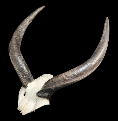 Kudu horns Skull Plate-Skulls & Bones-African Crafts Market-PaxtonGate