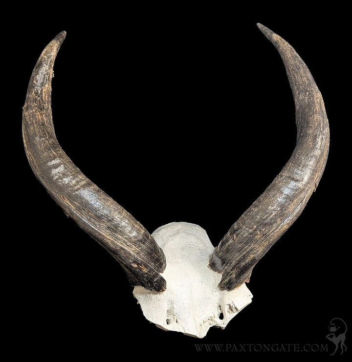 Kudu horns Skull Plate For Sale | Paxton Gate