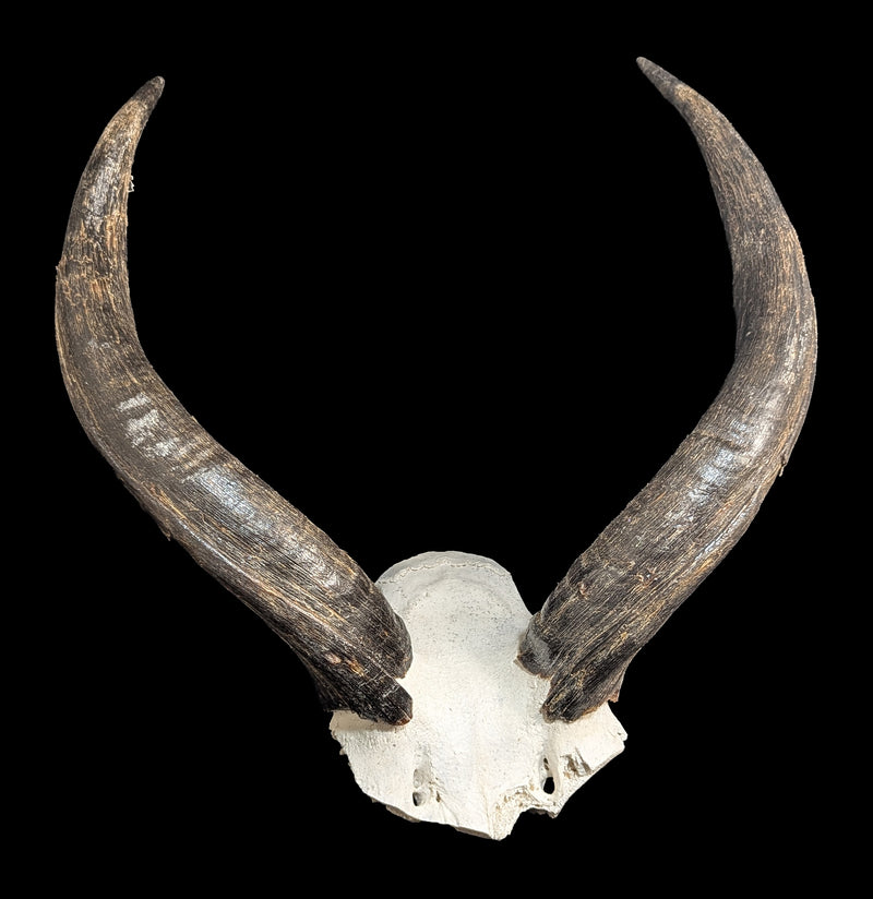Kudu horns Skull Plate-Skulls & Bones-African Crafts Market-PaxtonGate