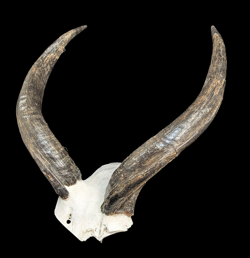 Kudu horns Skull Plate-Skulls & Bones-African Crafts Market-PaxtonGate