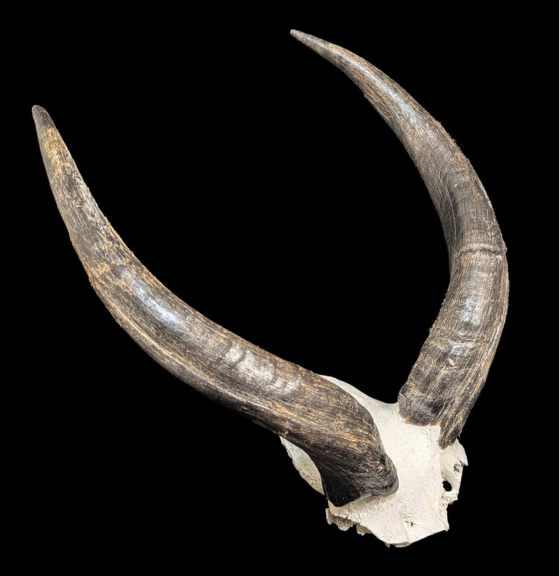 Kudu horns Skull Plate-Skulls & Bones-African Crafts Market-PaxtonGate