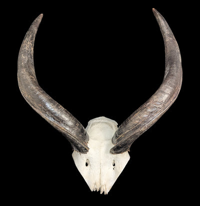 Kudu horns Skull Plate-Skulls & Bones-African Crafts Market-PaxtonGate